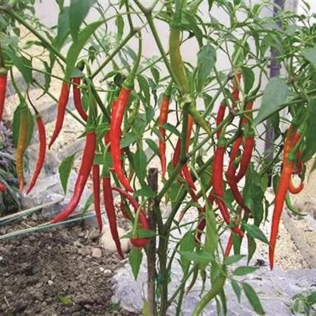 Ớt Chỉ Địa